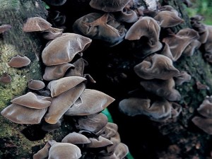 武夷山自然保护区野生椴木黑木耳