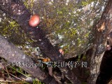 武夷山自然保护区野生香菇
